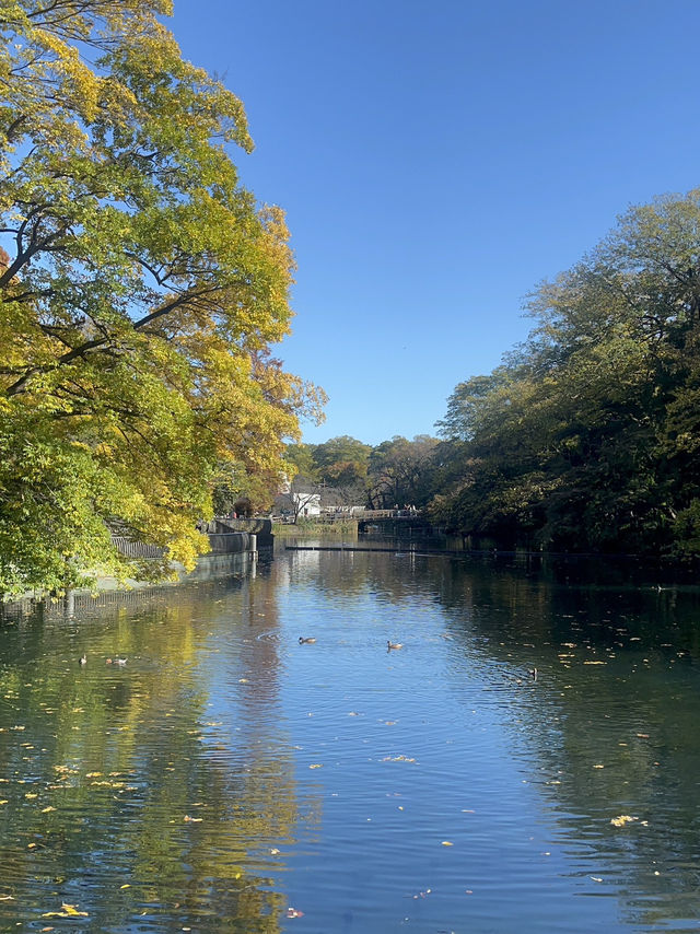 【吉祥寺 井の頭恩賜公園＆GG PIZZA】ピクニック気分で、緑と焼きたてピザの休日を🌳🍕 