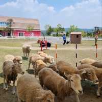 Belle Foret Farm