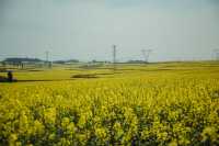 LUOPING IN SPRING 2025