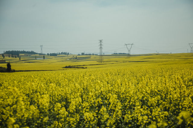 LUOPING IN SPRING 2025