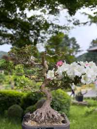 Wandering Around Achimgogyo Arboretum