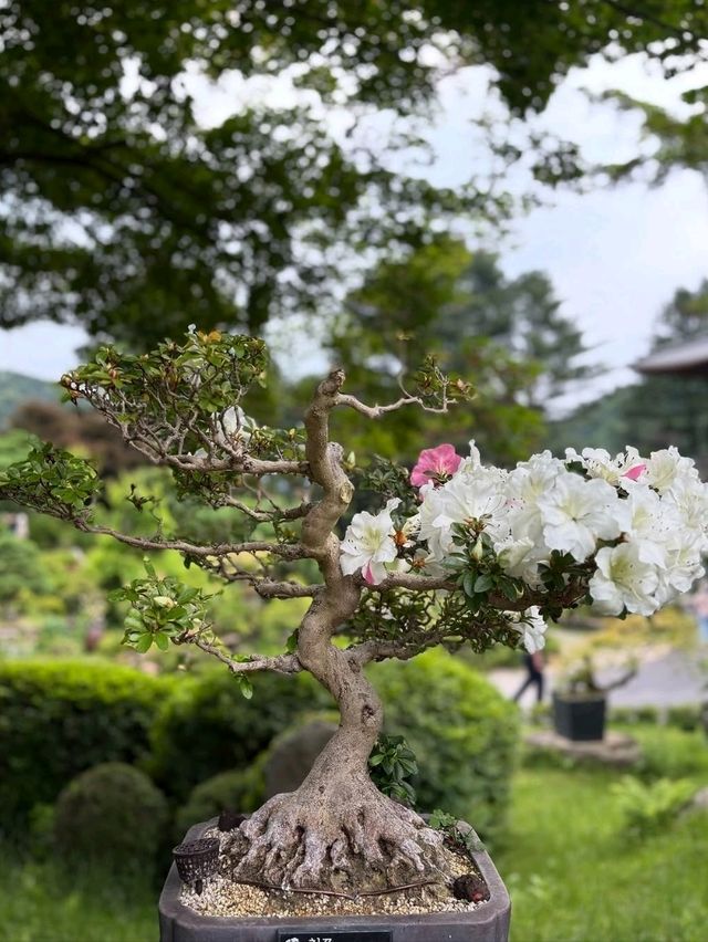 Wandering Around Achimgogyo Arboretum