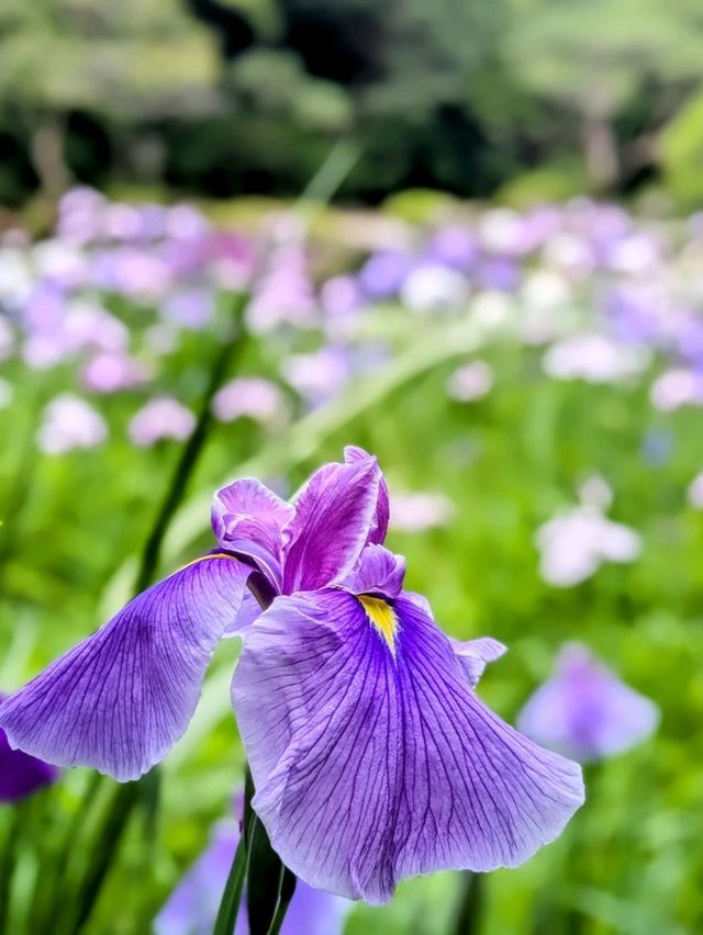 京都 | 平安神宮神苑，彷彿走入莫內的花園