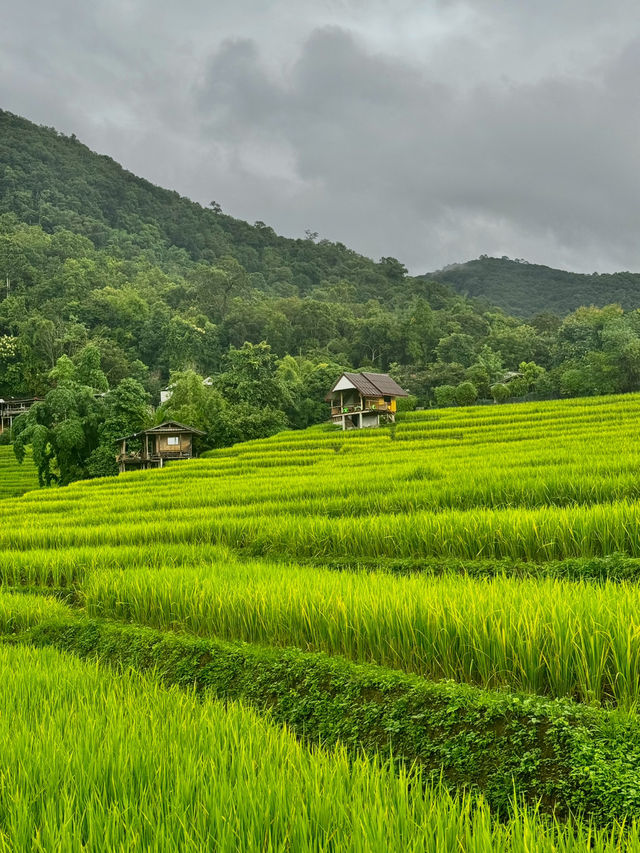 ป่าบงเปียงในฤดูฝน เขียวชุ่มฉ่ำสุดๆ 💚⛰️