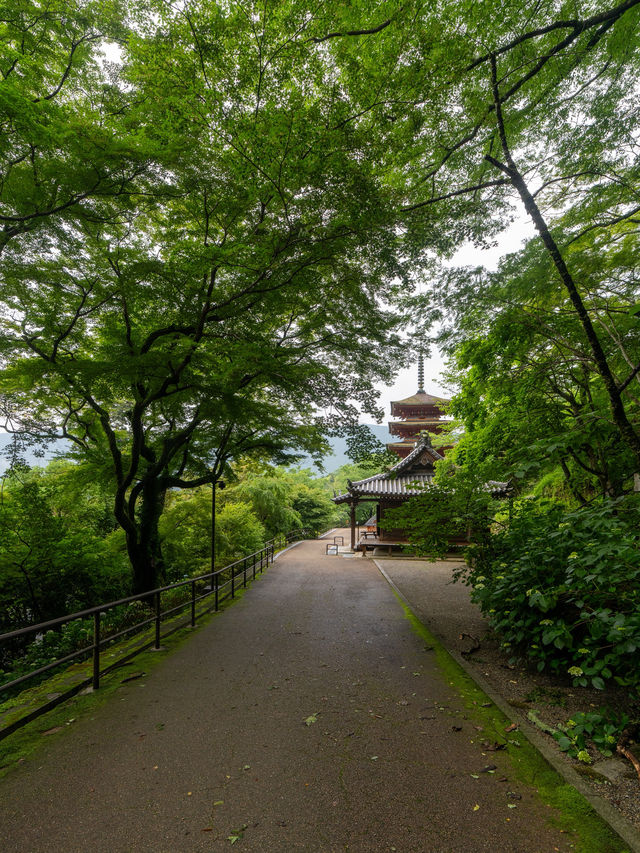 奈良の本気✨長谷寺あじさゐ回廊 今年は注意も！8枚目を見てね