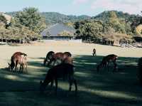 From Deer to Disney: My Dreamy Days in Japan