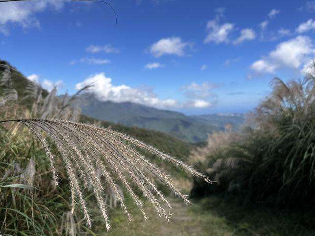 秋芒。金包里大道（魚路古道）