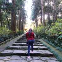 🪾🌳 A Serene Stroll Through 杉参道 (Cedar Avenue to Zuihoden)