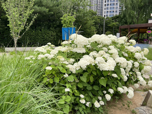 여름 수국들