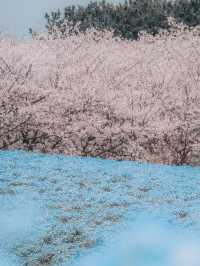 【自然と遊ぶ一日🌼】海の中道海浜公園でアクティブ＆癒しの休日を 