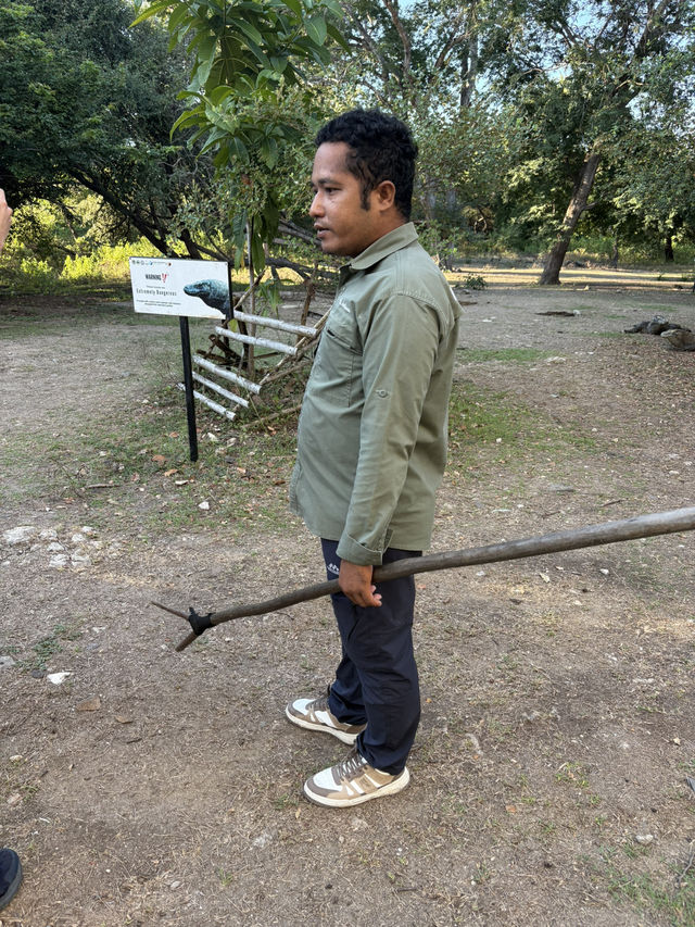 Komodo dragons