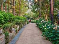 What a nice season to visit Jangsaengpo Hydrangea Festival