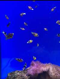 【神戸須磨シーワールド】海の仲間たちと感動体験！新しく生まれ変わった水族館旅🐟✨