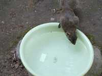 🐿️ ぎふ金華山リス村｜ロープウェー山頂でリスとふれあい体験！