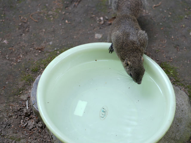 🐿️ ぎふ金華山リス村｜ロープウェー山頂でリスとふれあい体験！