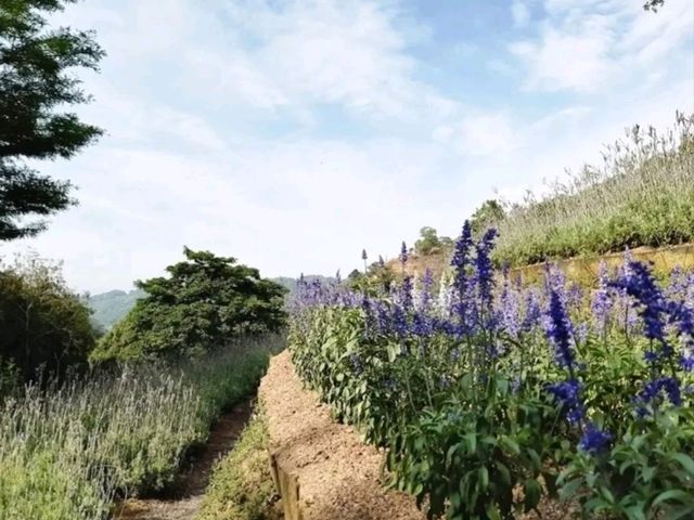 台中新社必去｜薰衣草森林 薰衣草花園｜繡球花、螢火蟲季限定！親子放鬆一日遊首選