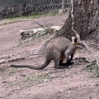 Animals and Theme Parks