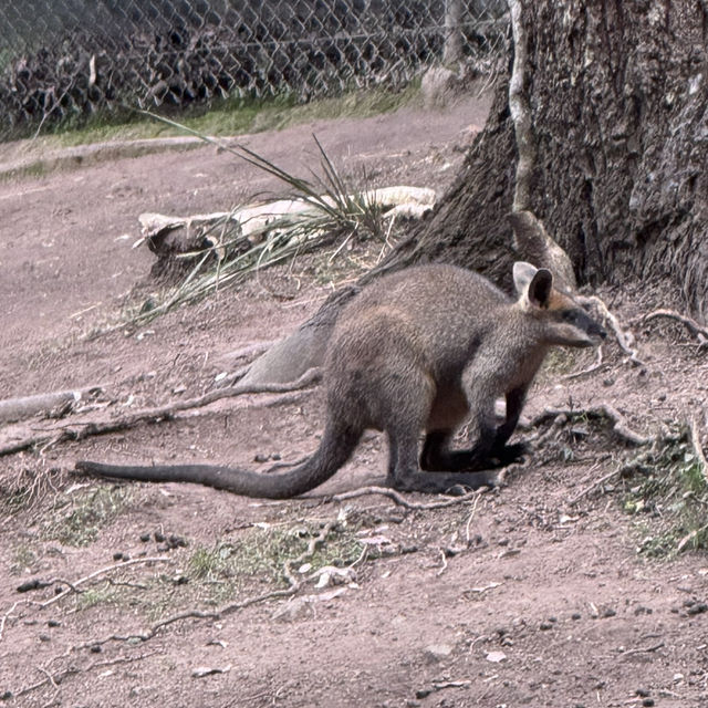 Animals and Theme Parks