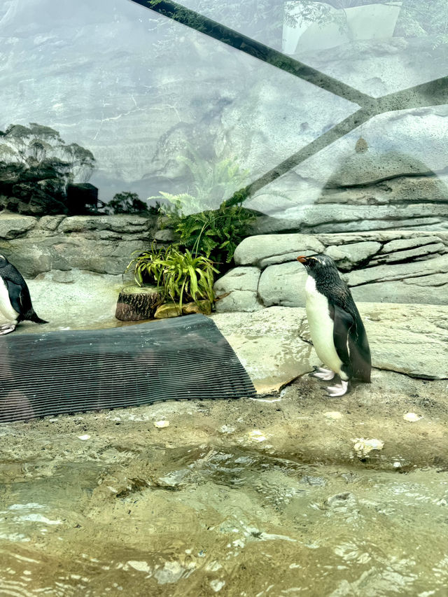 🦒🐨 Wild Day Out at Taronga Zoo Sydney! 🌿🌊