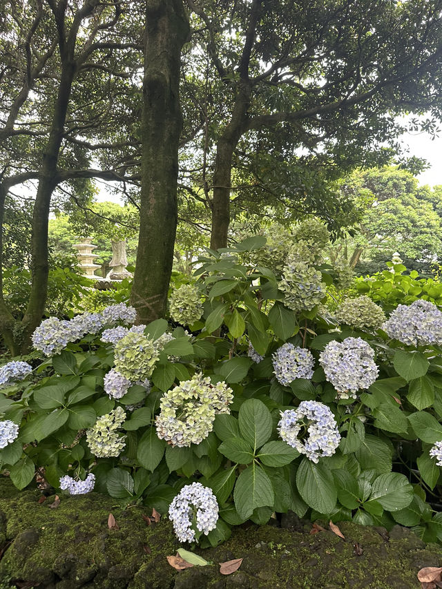 아름다운 인생샷을 원한다면, 제주 카멜리아힐 🌺♥️