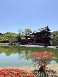 🏯🌸 Byōdō-in Temple – Heaven Reflected in Water