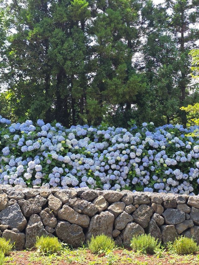 🌈 수국, 메밀꽃, 넓은 뜰과 산을 볼 수 있는 곳