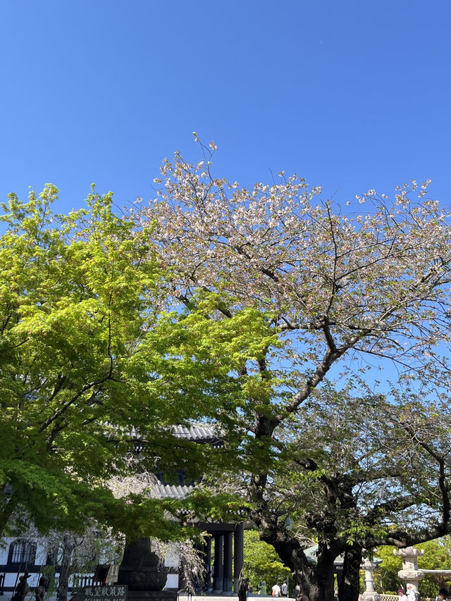 🌸🪷🌊 Hasedera Temple – Where Flowers Meet the Sea in Kamakura