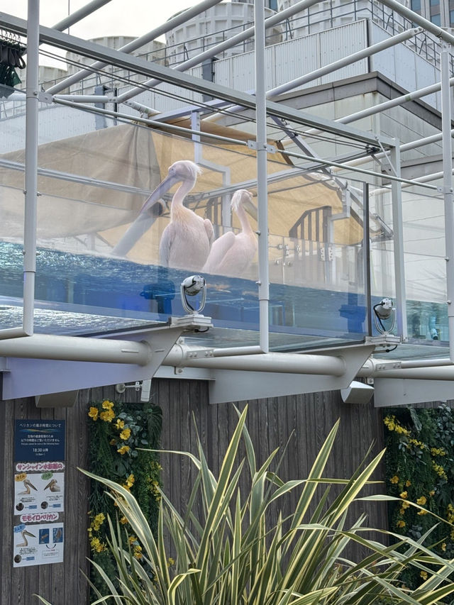[이케부쿠로 선샤인 수족관] 여름 더위 피해서 피서 아쿠아리움🐠
