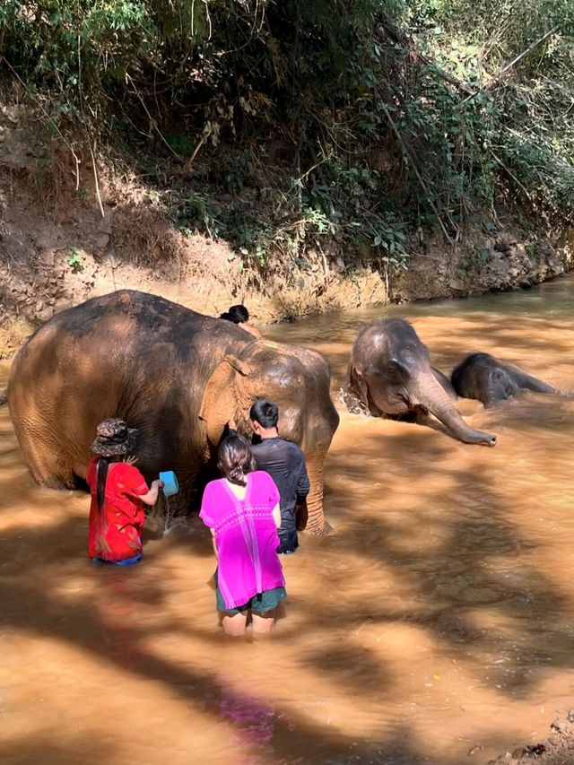 Elephant Hugs and Mud Baths