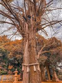 Akasaka Hikawa Shrine Tokyo
