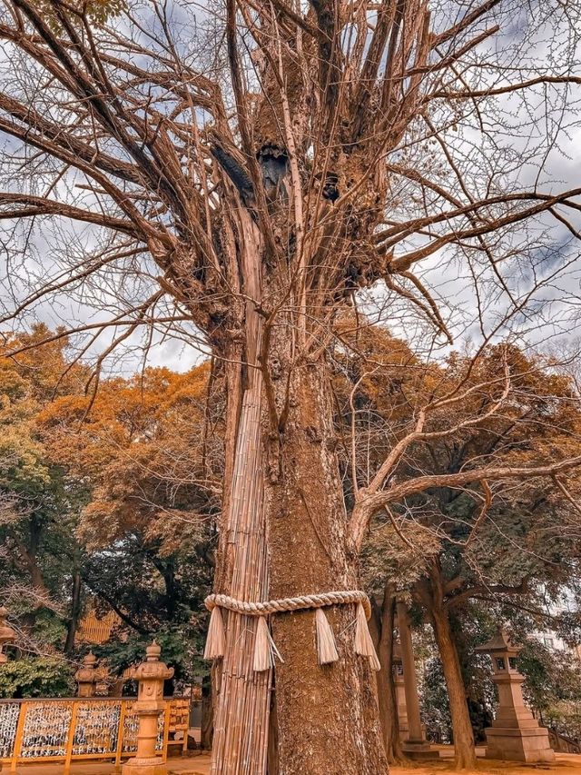 Akasaka Hikawa Shrine Tokyo