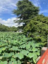 【神奈川・鎌倉市】鶴岡八幡宮〜商売繁盛、勝負運、良縁、安産のパワースポット〜