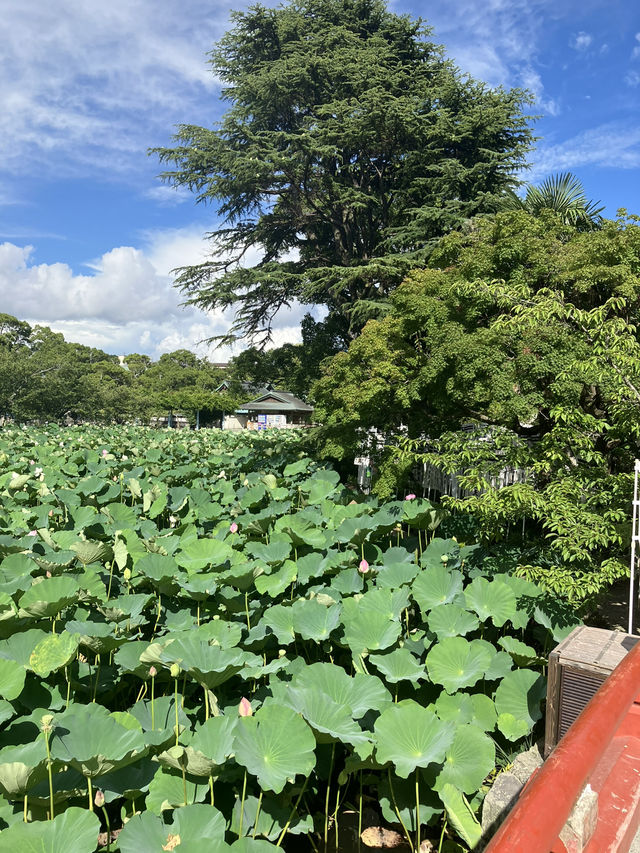 【神奈川・鎌倉市】鶴岡八幡宮〜商売繁盛、勝負運、良縁、安産のパワースポット〜