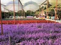 Lavender Garden – A Floral Escape in Cameron Highlands, Malaysia