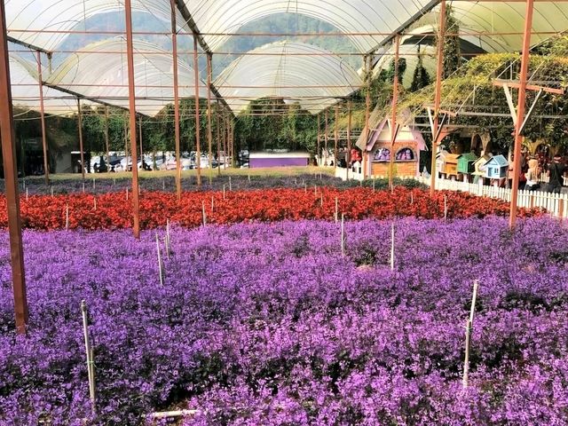 Lavender Garden – A Floral Escape in Cameron Highlands, Malaysia