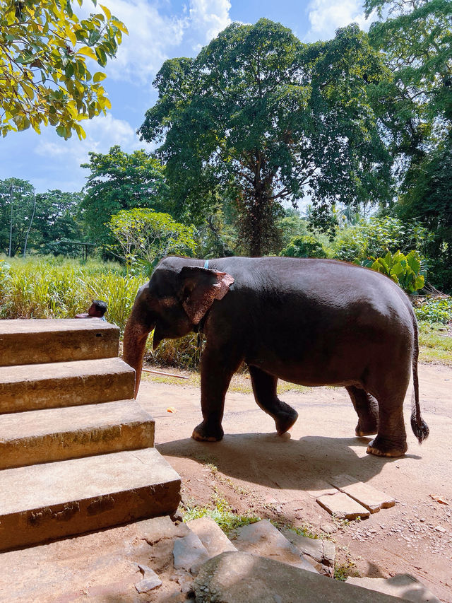 斯里蘭卡必去景點 🐘