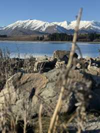 Tekapo - Lake, Dog statue & Church 
