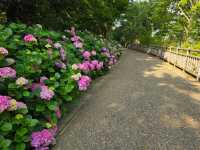 ชมดอกไฮเดรนเยียที่สวยงามของเมืองคะริยะ