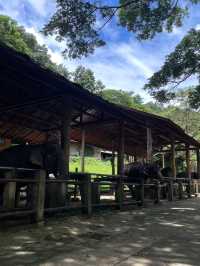 ปางช้างแม่สา🐘🍃
