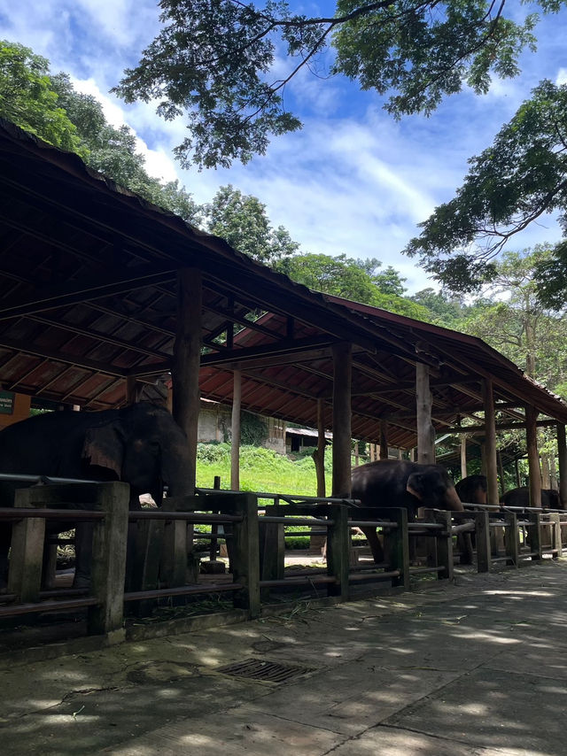 ปางช้างแม่สา🐘🍃