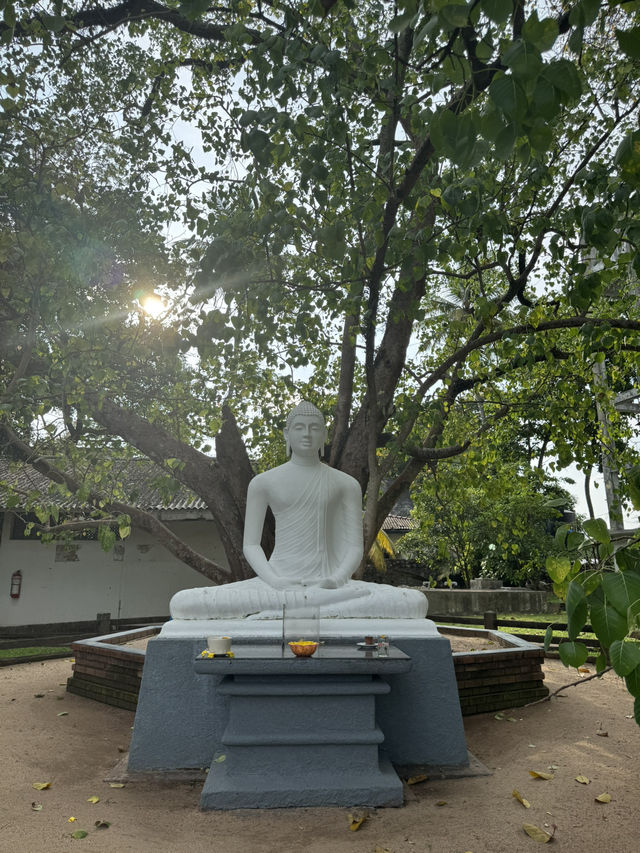 How to spend 6 days in Sri Lanka, country of Peacock