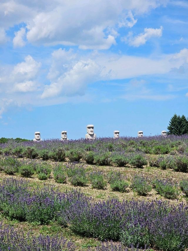 ラベンダーの丘から顔を出す、天空の頭大仏。札幌の新たな瞑想空間🪷💜
