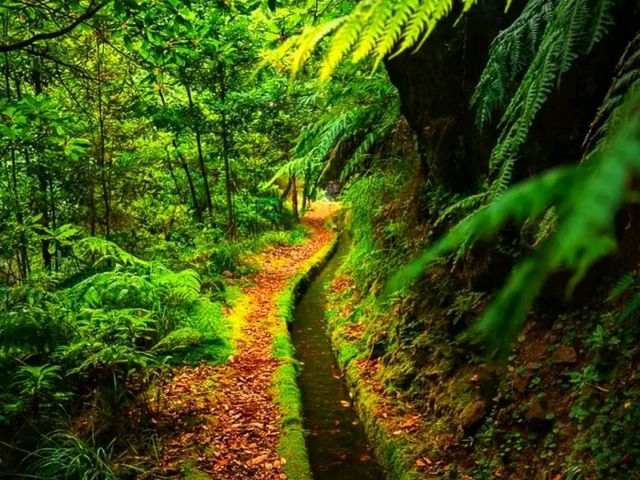 Madeira Island: Portugal’s Floating Garden in the Atlantic 🌊