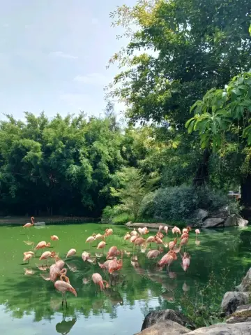 Animal Friends in Nature