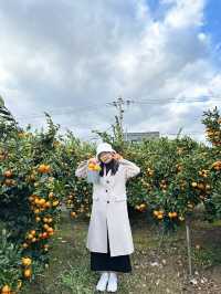 My beloved Jeju Island (p2)