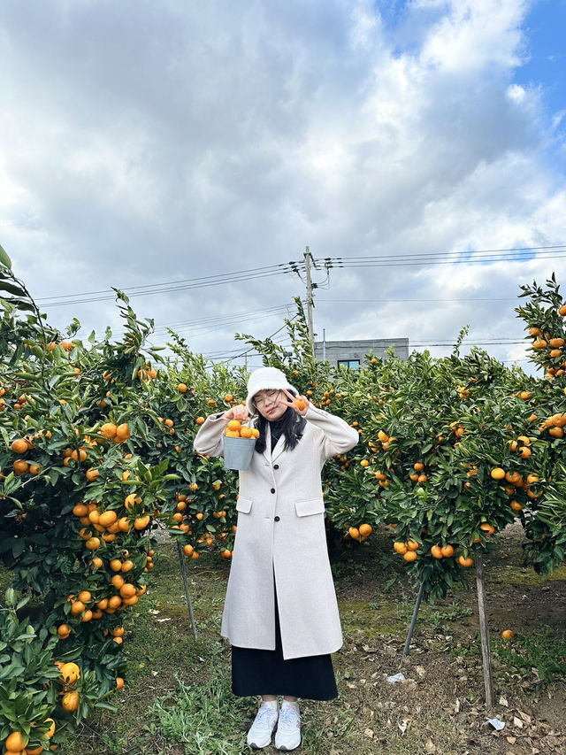 My beloved Jeju Island (p2)