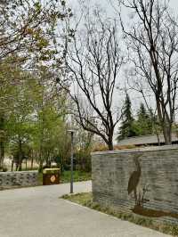 City Calm, Lakeside Light – A Pause at Xiliu Lake Park