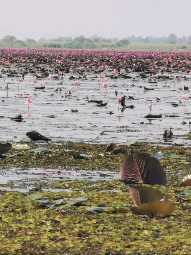 🪷Red Lotus Sea, Udonthani 🇹🇭 🪷Red Lotus Sea, Udonthani 🇹🇭