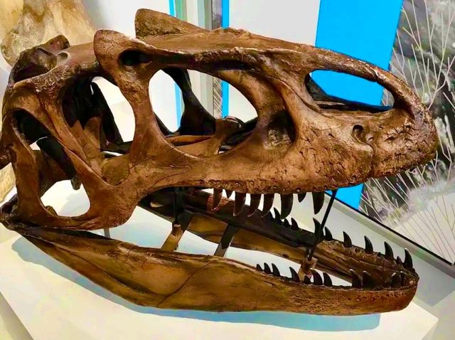 Lapworth Museum of Geology – A Journey Through Earth’s History