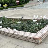 🌿 Zijing Mountain Park — Zhengzhou’s Peaceful Parkland with a Feathered Twist